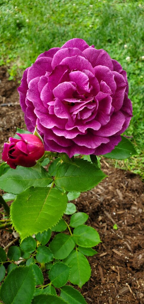 Fusia Colored Rose