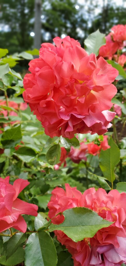 Orange Colored Roses