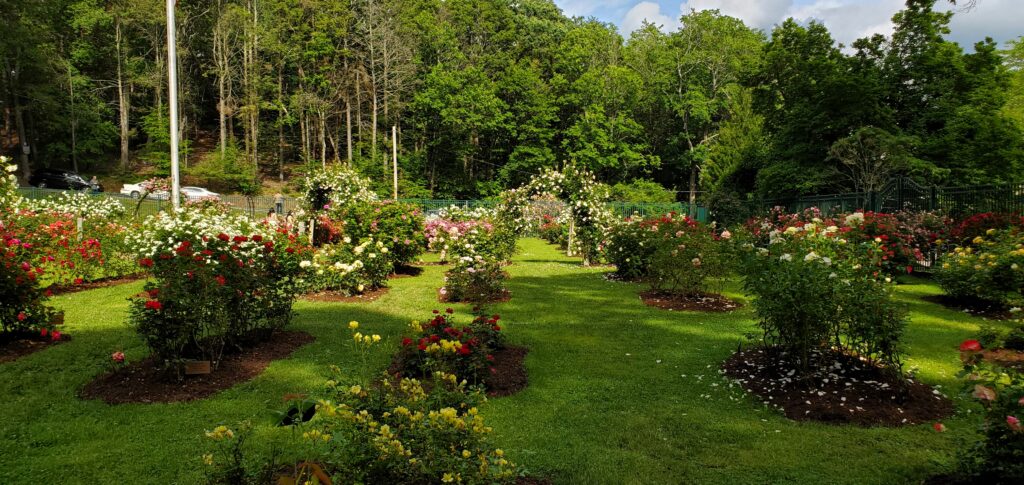 The Rose Garden