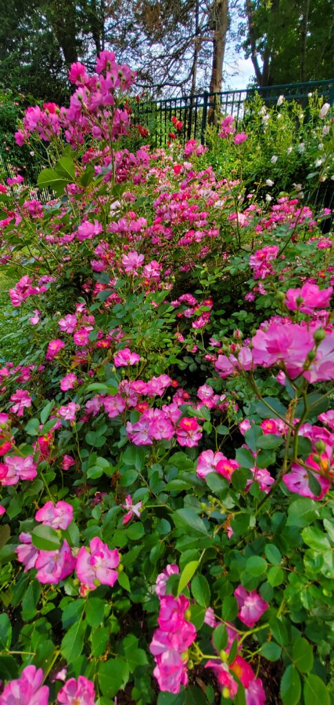 Pink Roses