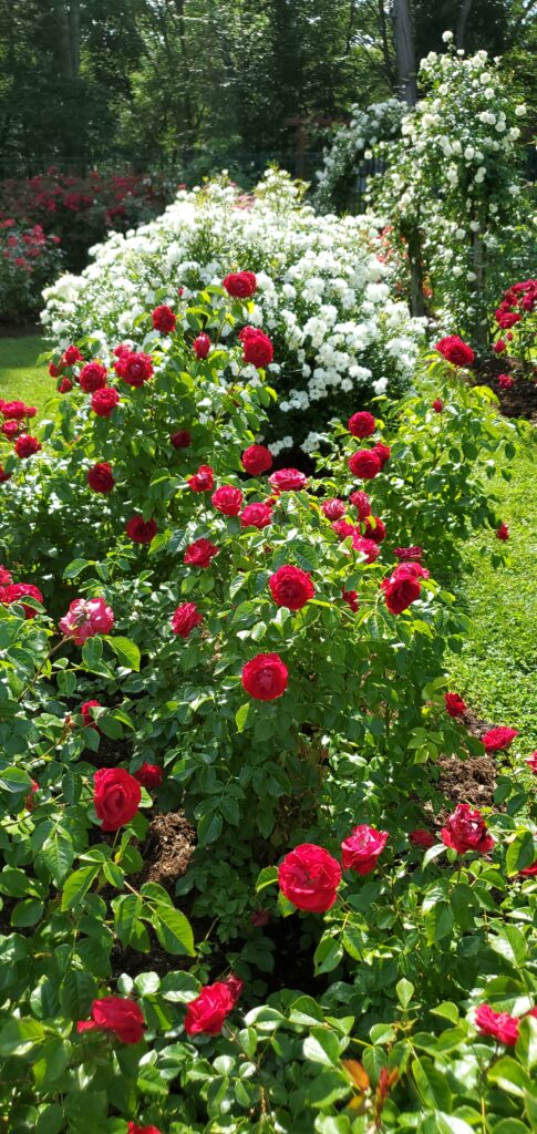 Roses
